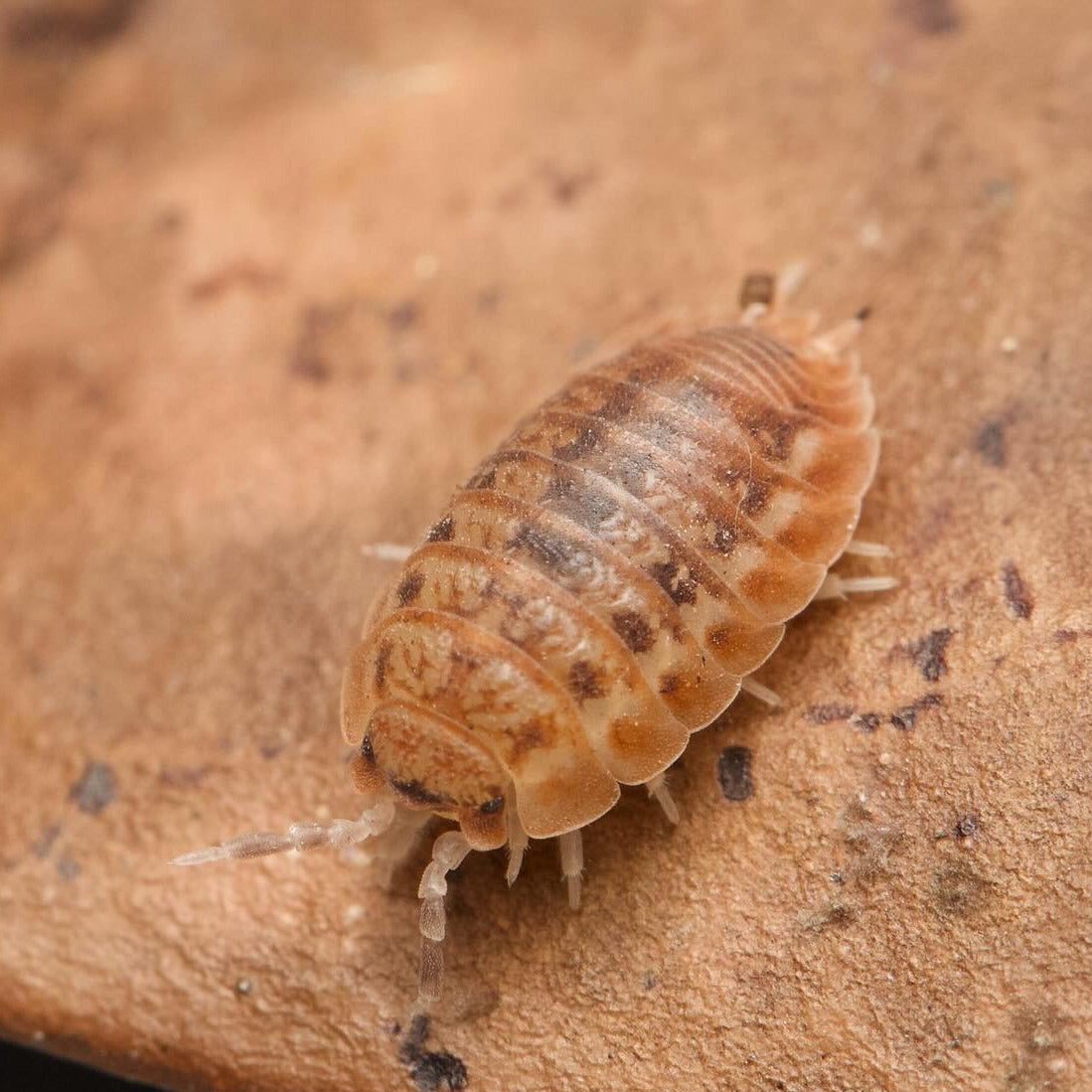 Agabiformius Lentus “Pumpkin Spice”