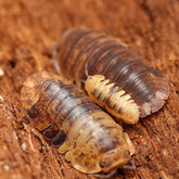Filipinodillo Sp. “Cordova”