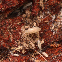 Bylas Ant Springtails (Pseudosinella violenta)