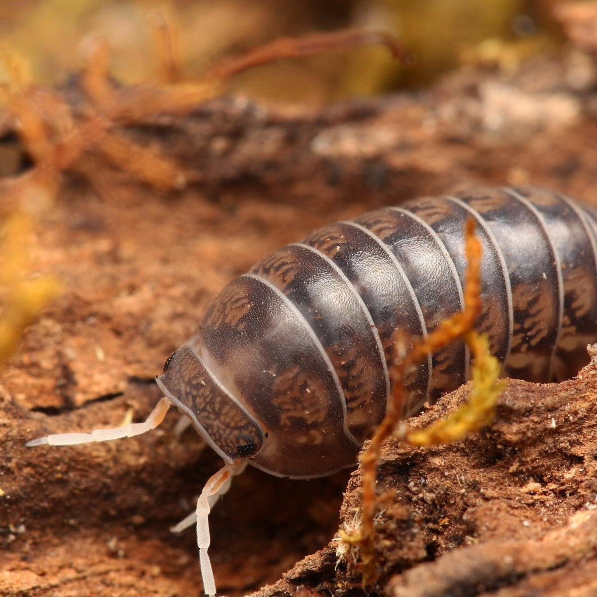 Spherillo sp. “Cá phê”