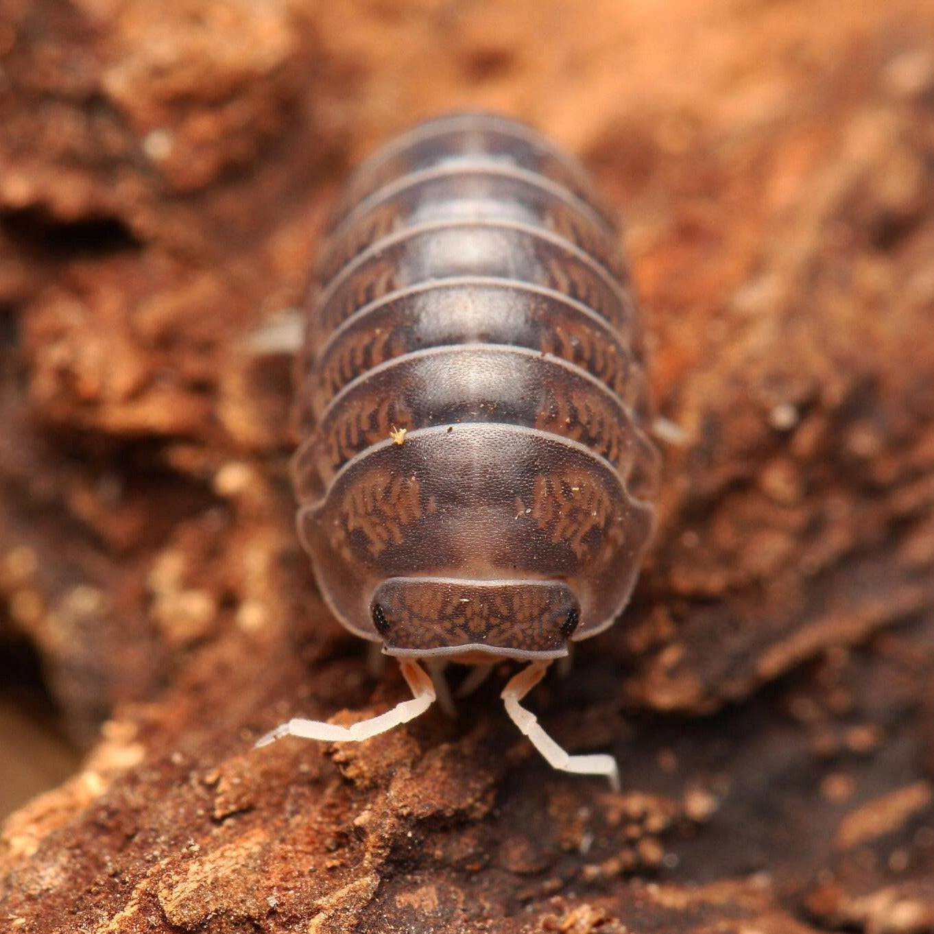 Spherillo sp. “Cá phê”