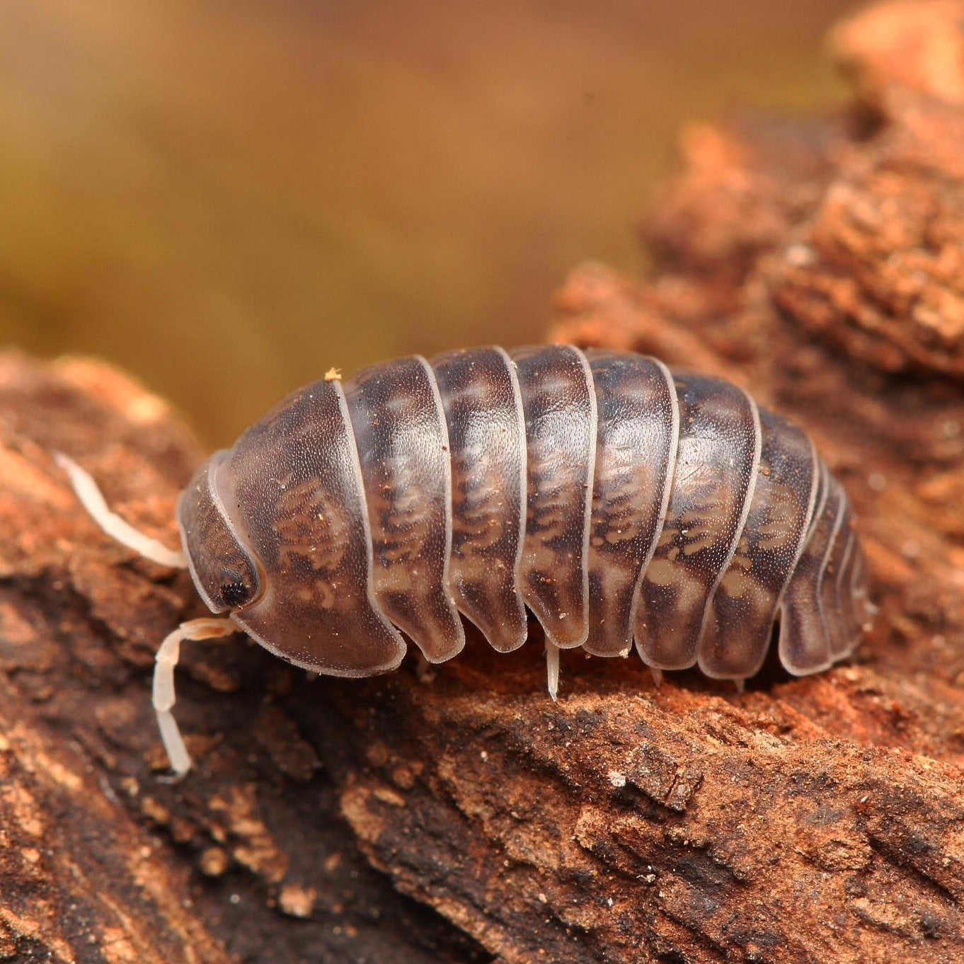 Spherillo sp. “Cá phê”