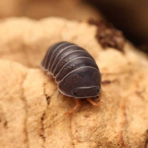 Spherillo sp. “Red Antennae”