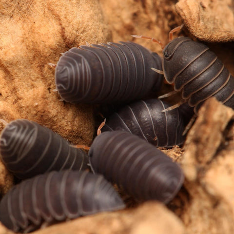 Spherillo sp. “Red Antennae”