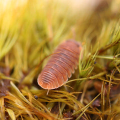 Cubaris Murina “Mamey”