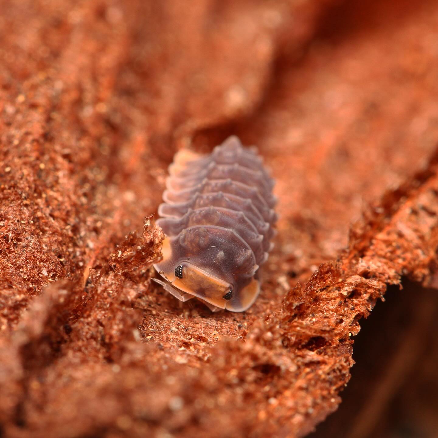 Isopoda sp. “Shiny Gator” – Tropical Isopods