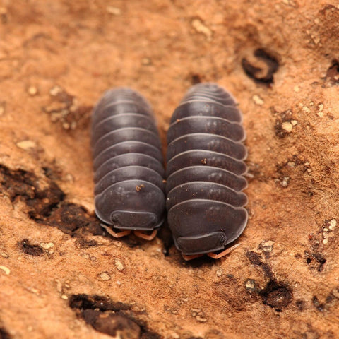 Spherillo sp. “Red Antennae”