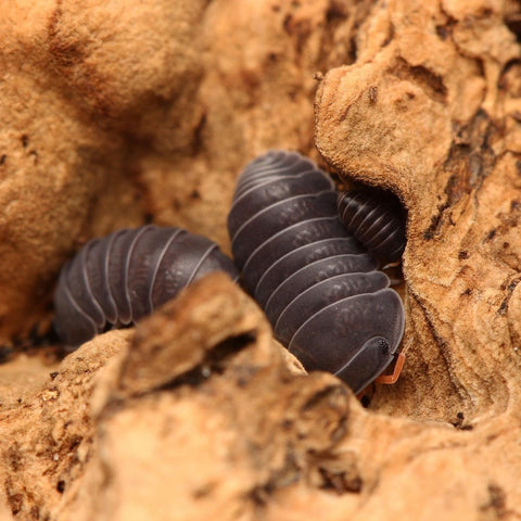 Spherillo sp. “Red Antennae”