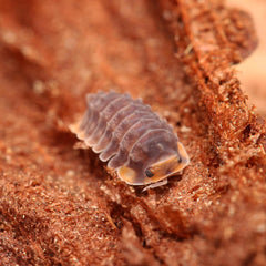 Isopoda sp. Spiky “Shiny Gator”