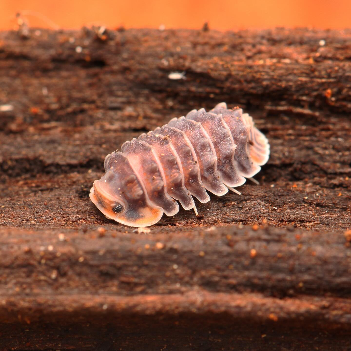 Isopoda sp. “Shiny Gator” – Tropical Isopods
