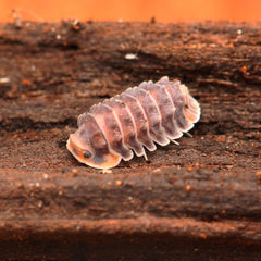 Isopoda sp. Spiky “Shiny Gator”