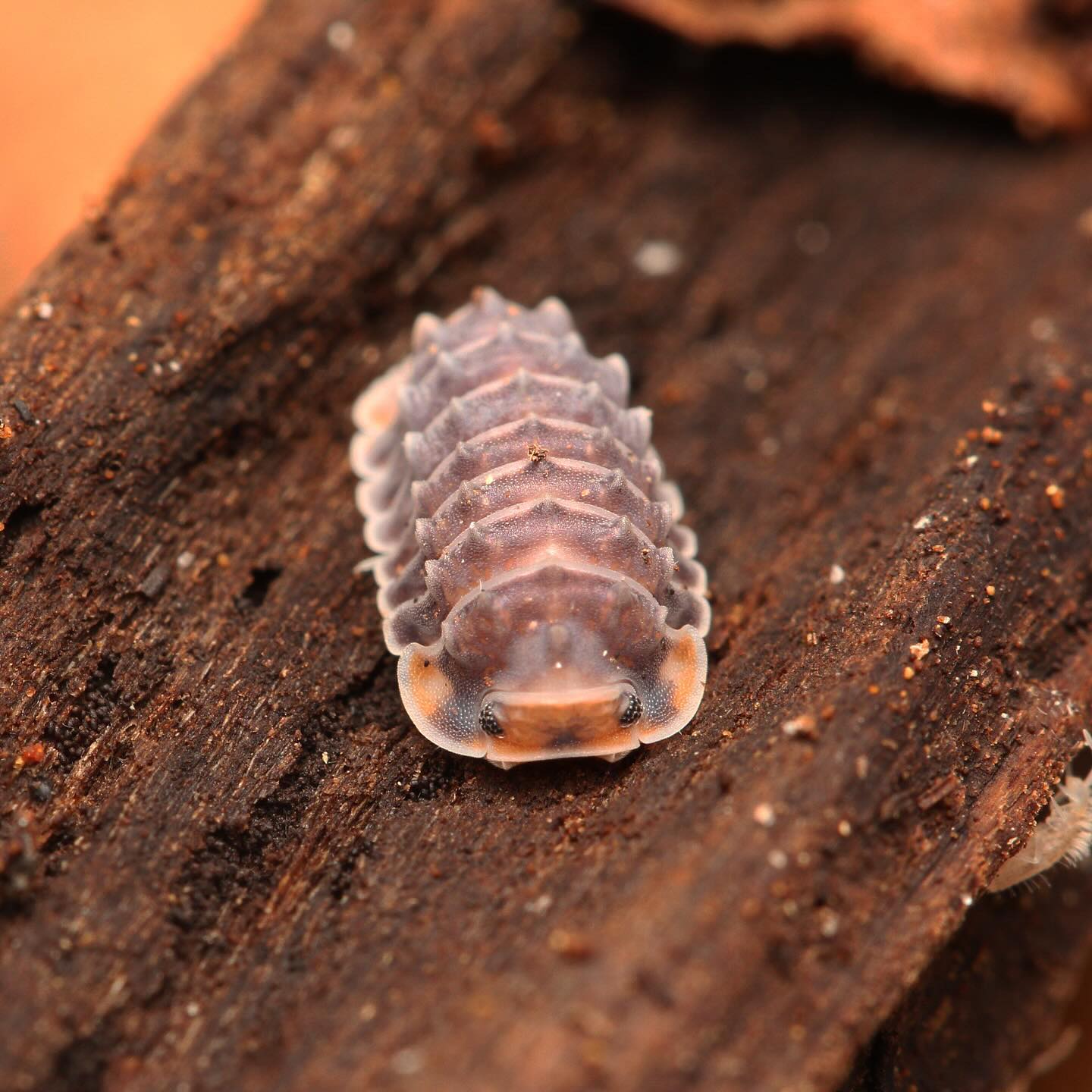 Isopoda sp. “Shiny Gator” – Tropical Isopods