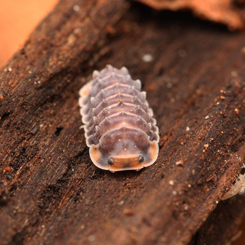 Isopoda sp. Spiky “Shiny Gator”