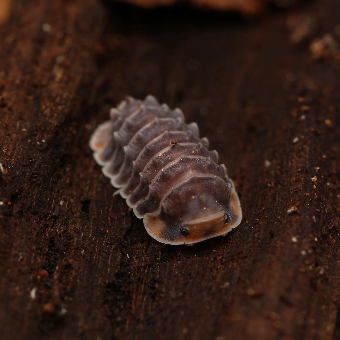 Isopoda sp. “Shiny Gator” – Tropical Isopods