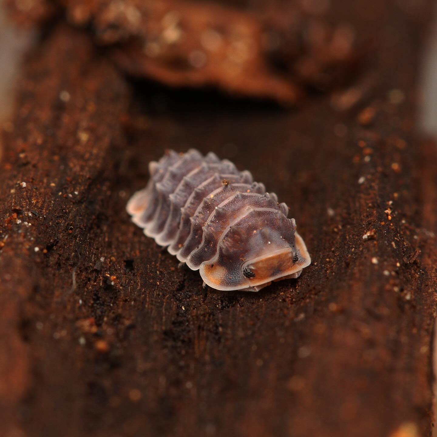 Isopoda sp. “Shiny Gator” – Tropical Isopods