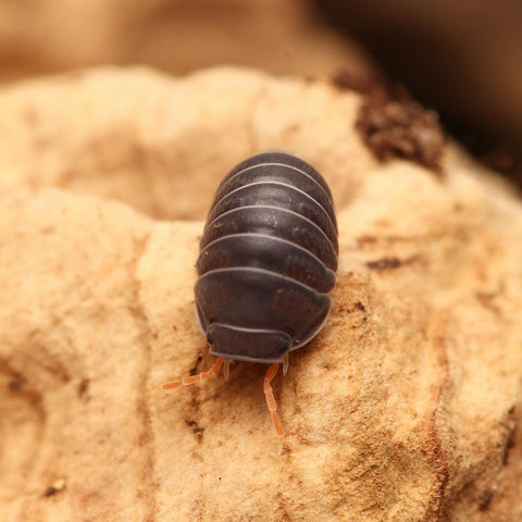 Spherillo sp. “Red Antennae”