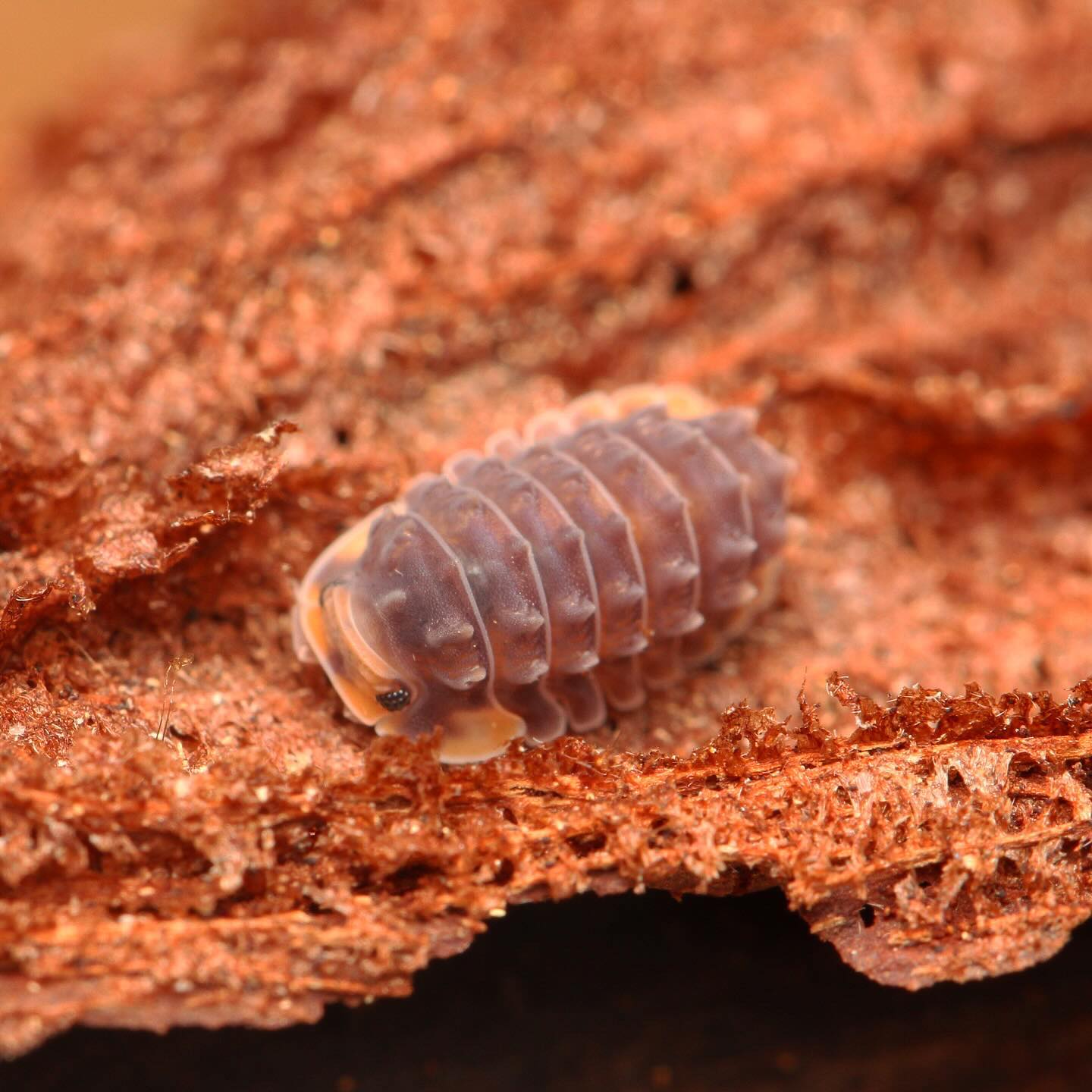 Isopoda sp. “Shiny Gator” – Tropical Isopods