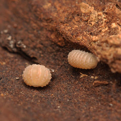 Ctenorillo Boquerón “Piedra Blanca”