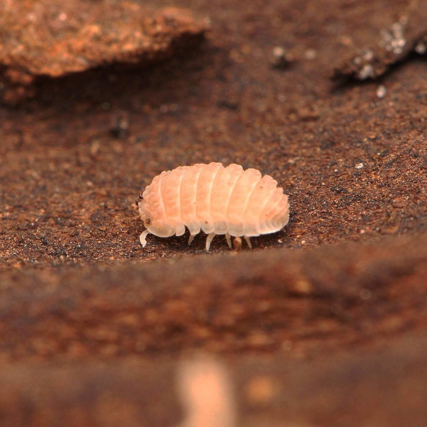 Ctenorillo Boquerón “Piedra Blanca”