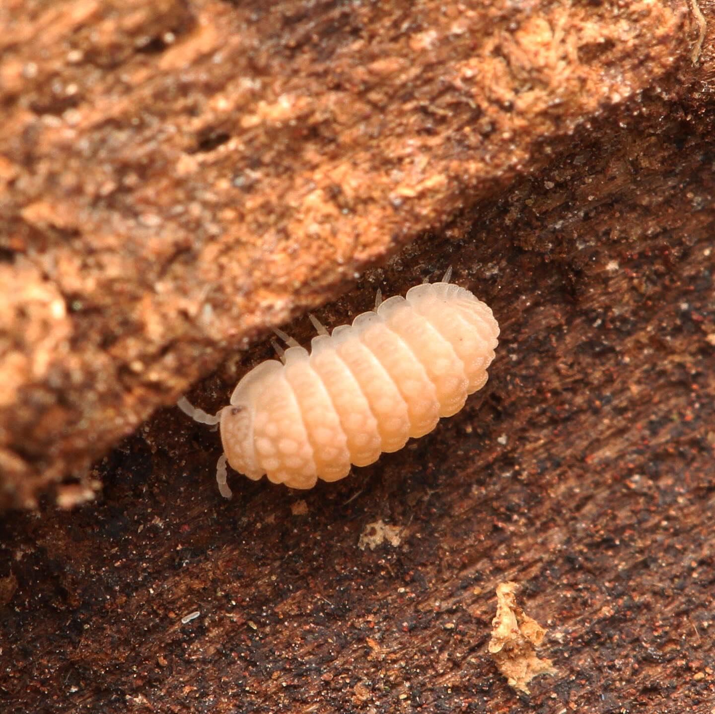 Ctenorillo Boquerón “Piedra Blanca”