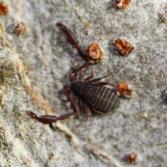 Cheliferidae sp. “Everglades”