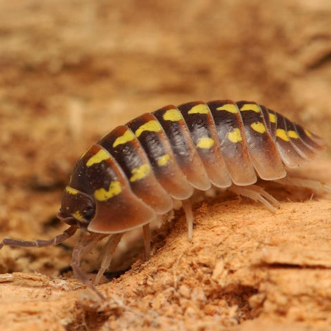 Armadillidium Gestroi “Halloween” – Tropical Isopods