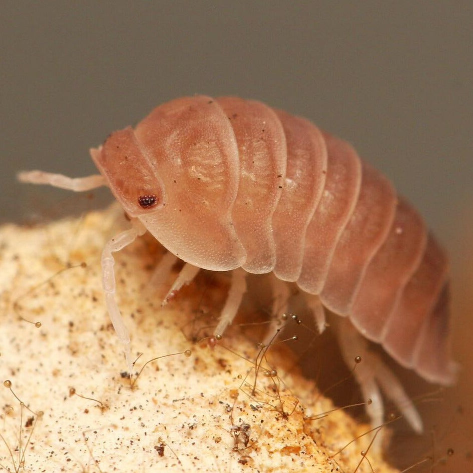 Cubaris Sp “Sakura"