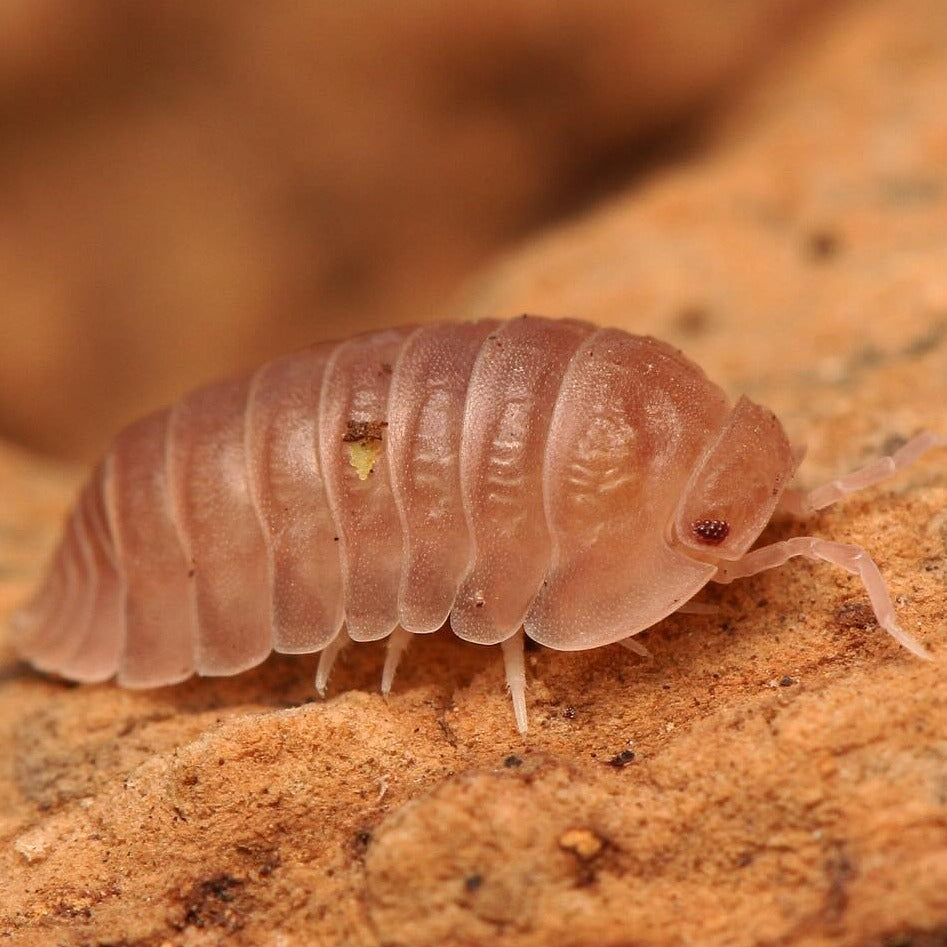 Cubaris sp. “Sakura"
