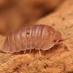 Cubaris Sp “Sakura"
