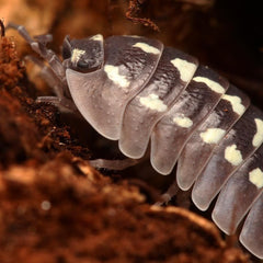 Armadillidium Gestroi “Zingers”