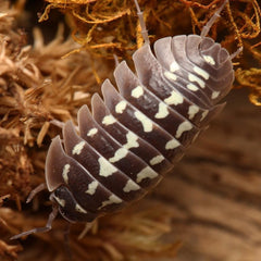 Armadillidium Gestroi “Zingers”