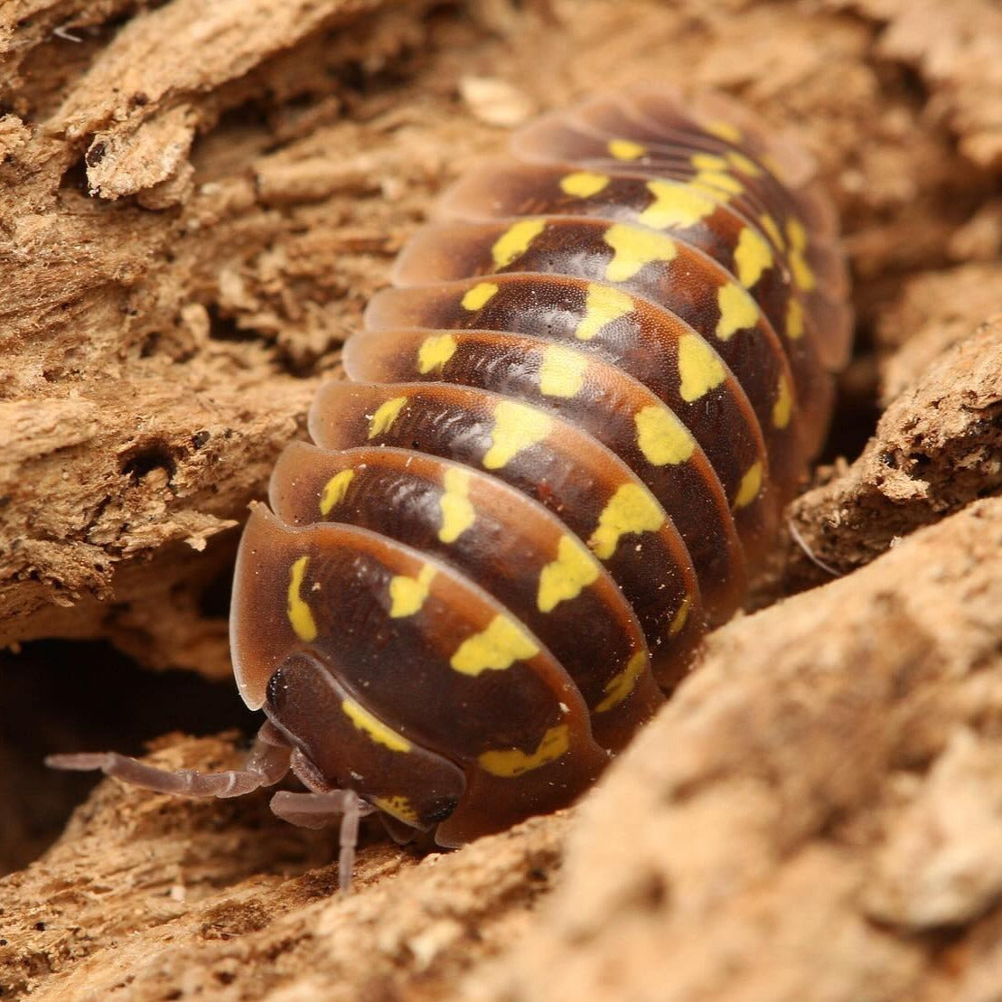 Armadillidium Gestroi “Halloween” – Tropical Isopods