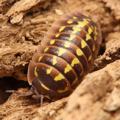 Armadillidium Gestroi “Halloween”