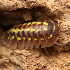 Armadillidium Gestroi “Halloween”