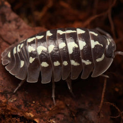 Armadillidium Gestroi “Zingers”