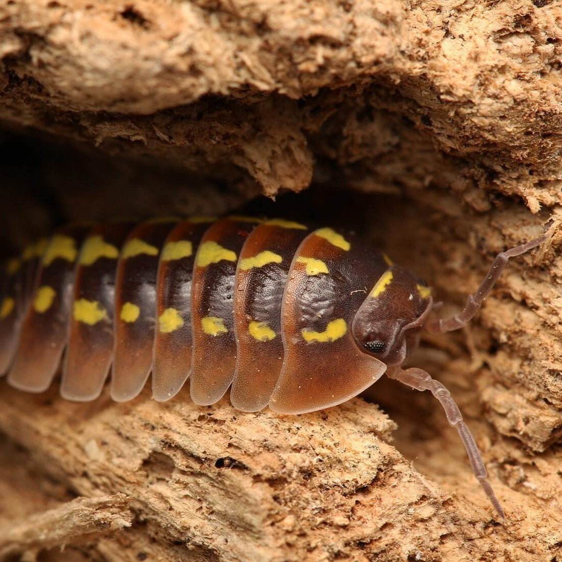 Armadillidium Gestroi “Halloween” – Tropical Isopods