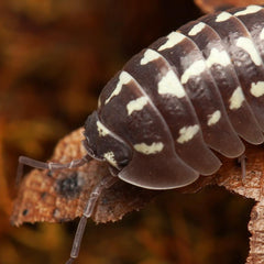 Armadillidium Gestroi “Zingers”