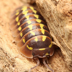 Armadillidium Gestroi “Halloween”