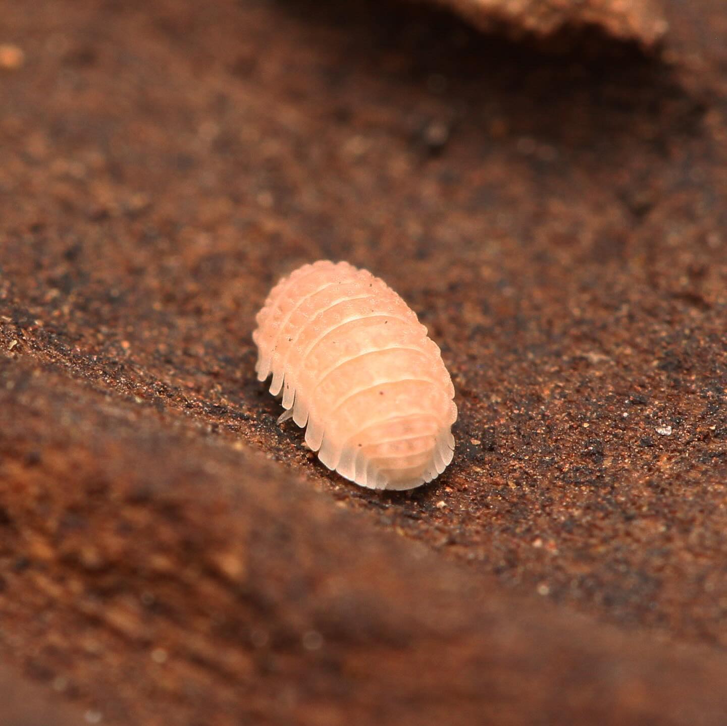 Ctenorillo Boquerón “Piedra Blanca”