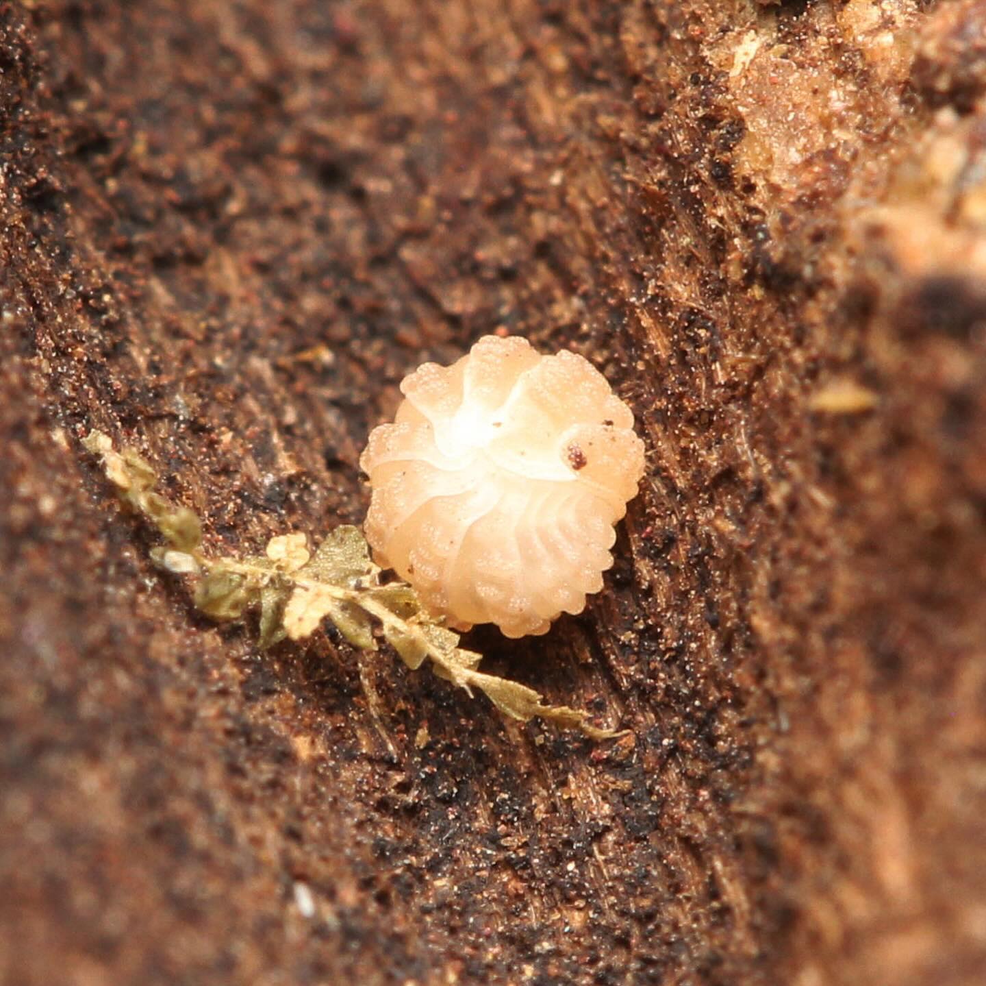 Ctenorillo Boquerón “Piedra Blanca”