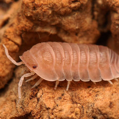 Cubaris sp. “Sakura"