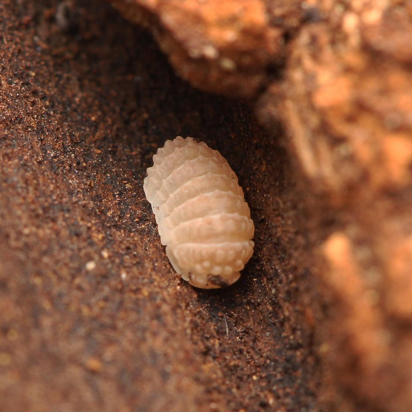 Ctenorillo Boquerón “Piedra Blanca”