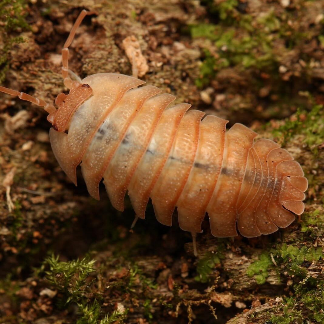 Armadillidium Pallasi “Orange”