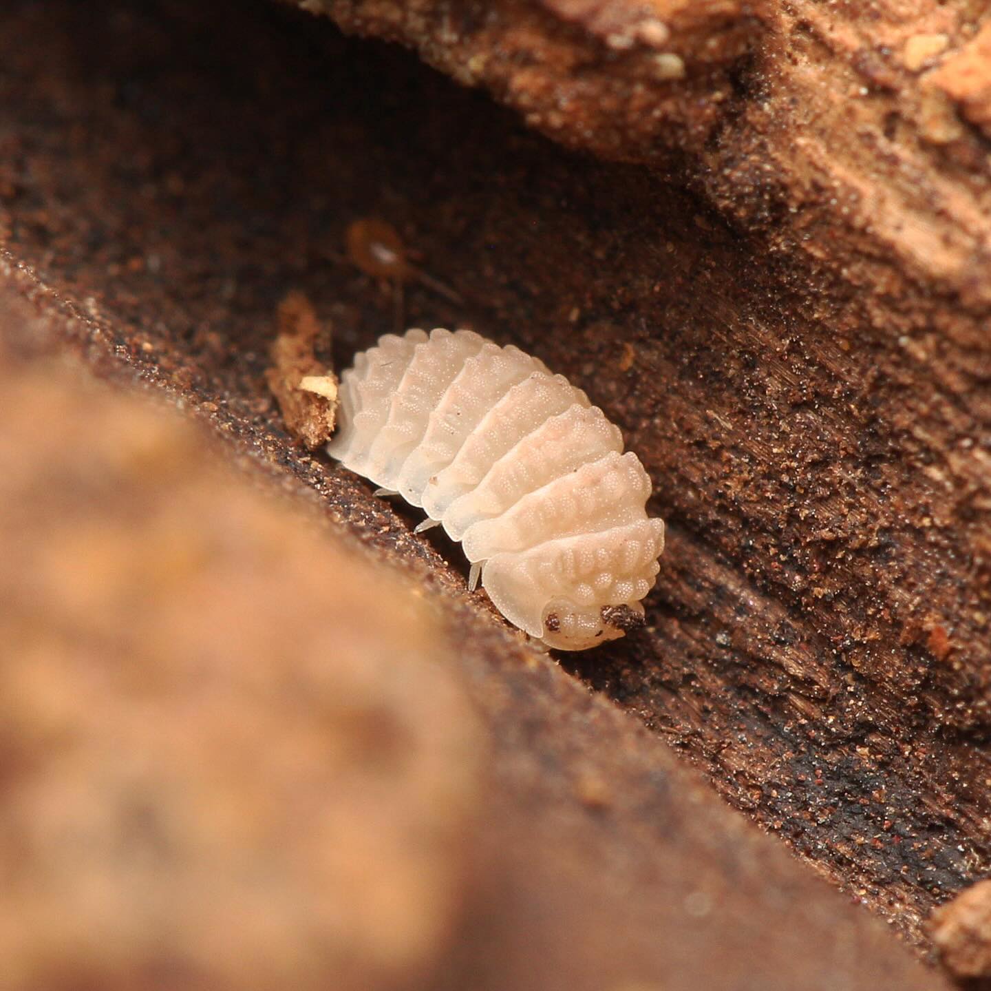 Ctenorillo Boquerón “Piedra Blanca”