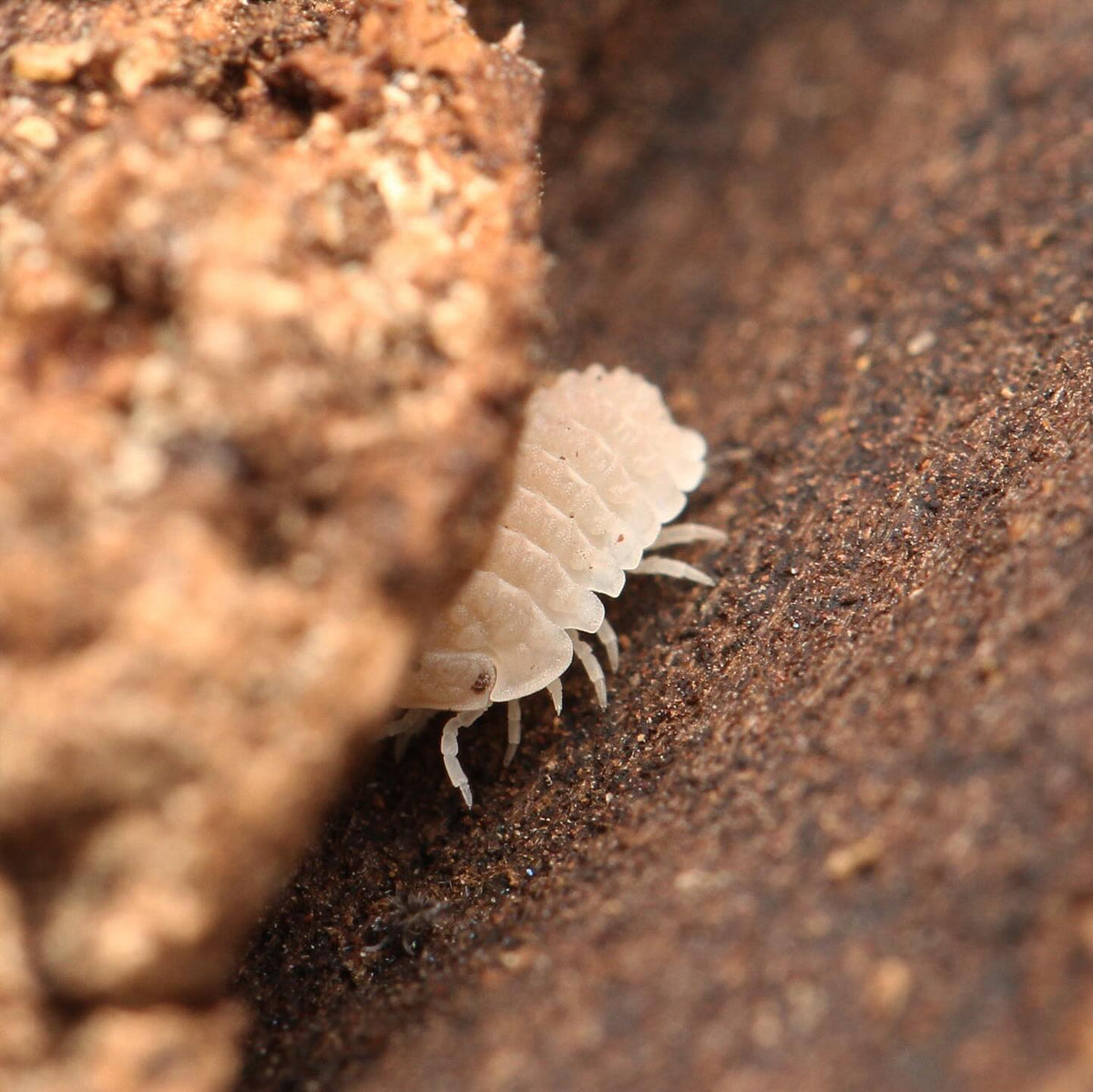 Ctenorillo Boquerón “Piedra Blanca”