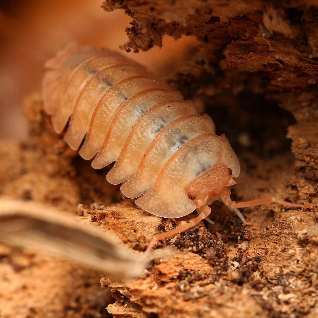 Armadillidium Pallasi “Orange”