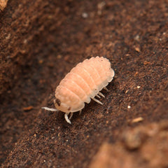 Ctenorillo Boquerón “Piedra Blanca”