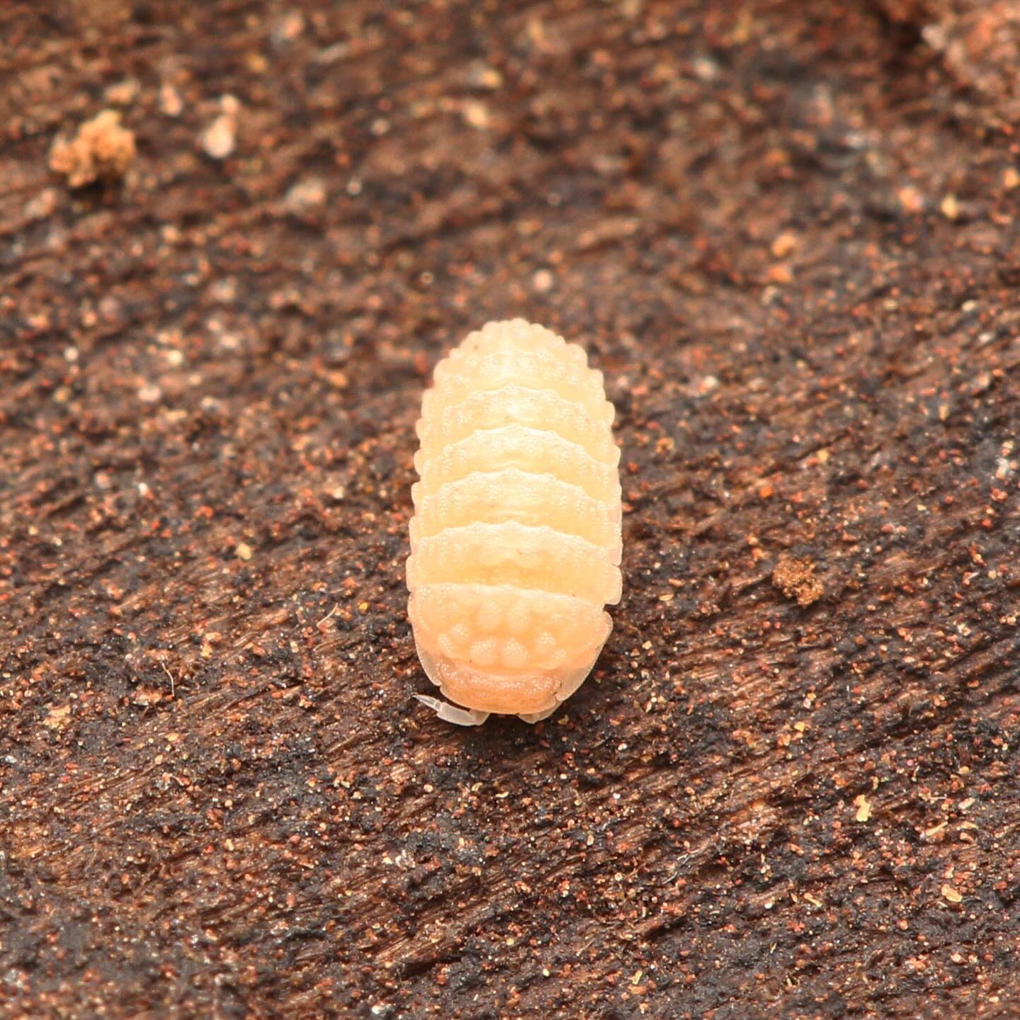 Ctenorillo Boquerón “Piedra Blanca”