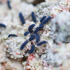 Collembola Sp. Indigo Blue Springtail Springtails