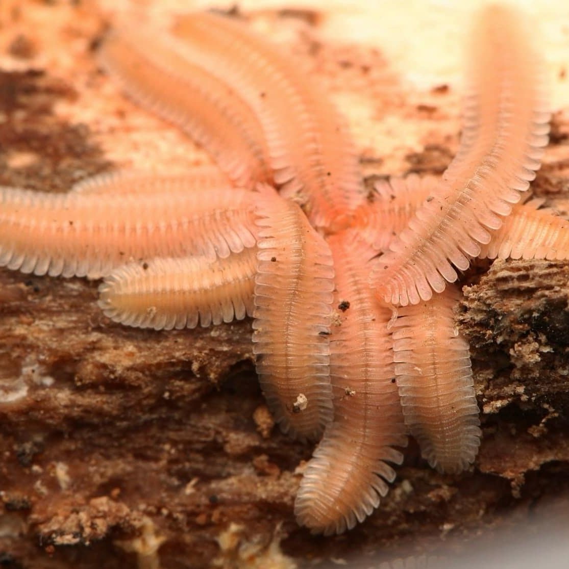 Brachycybe lecontii Millipede